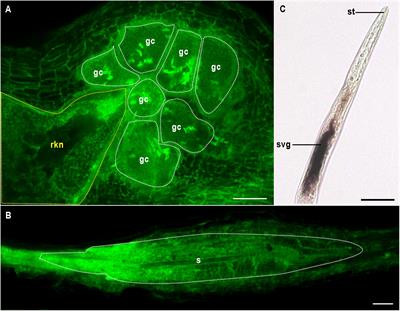 Plant Proteins and Processes Targeted by Parasitic Nematode Effectors